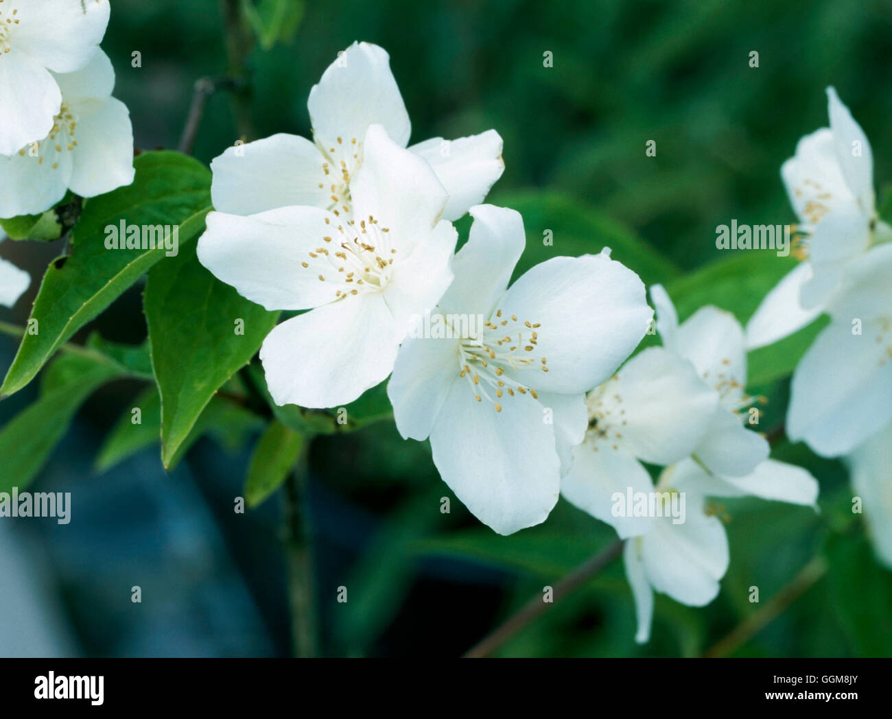 Philadelphus - `Atlas'   TRS108044 Stock Photo